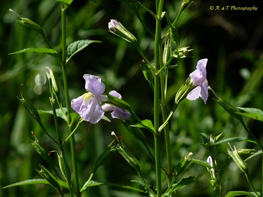 {Mimulus ringens}